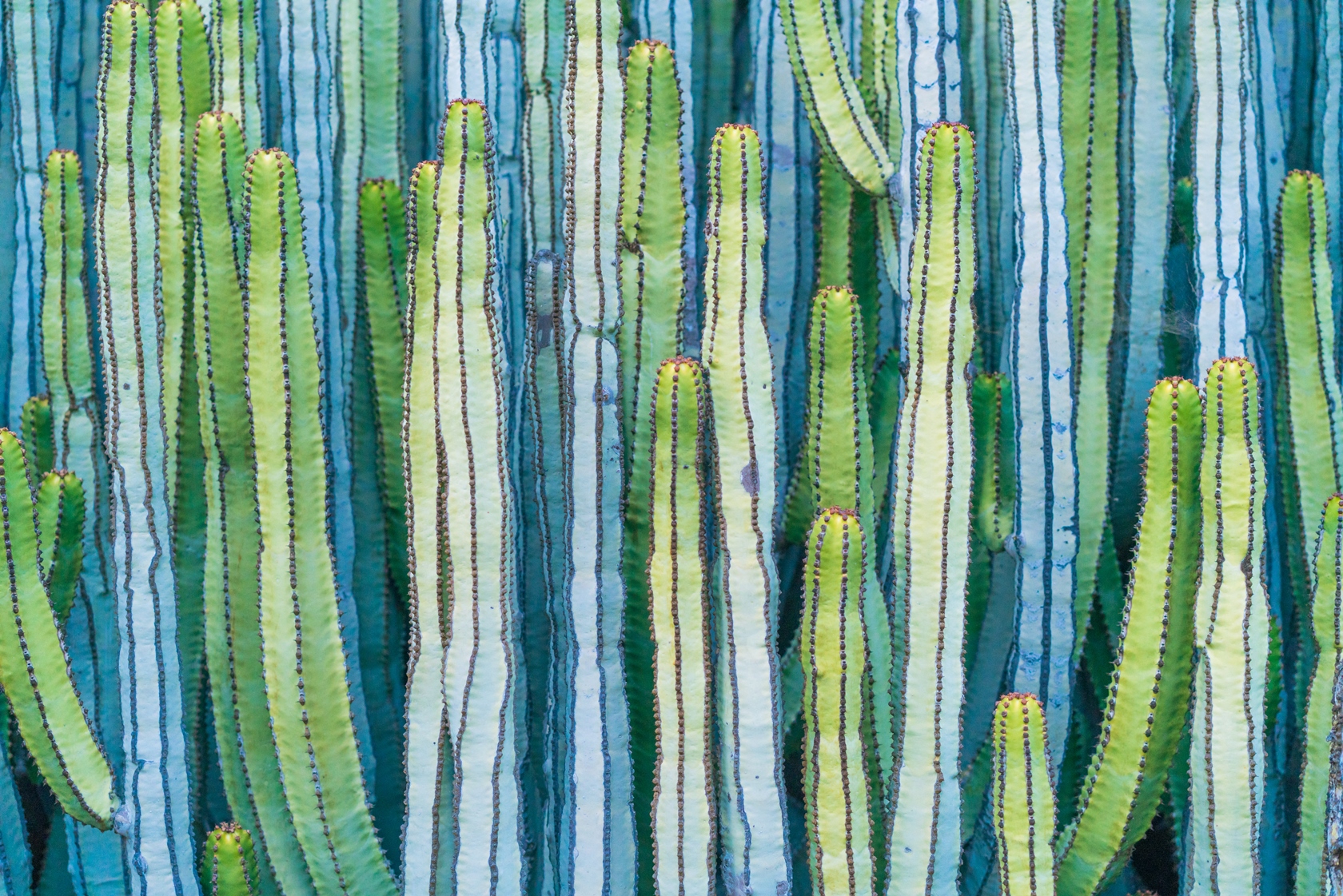 Cactus in Mexico