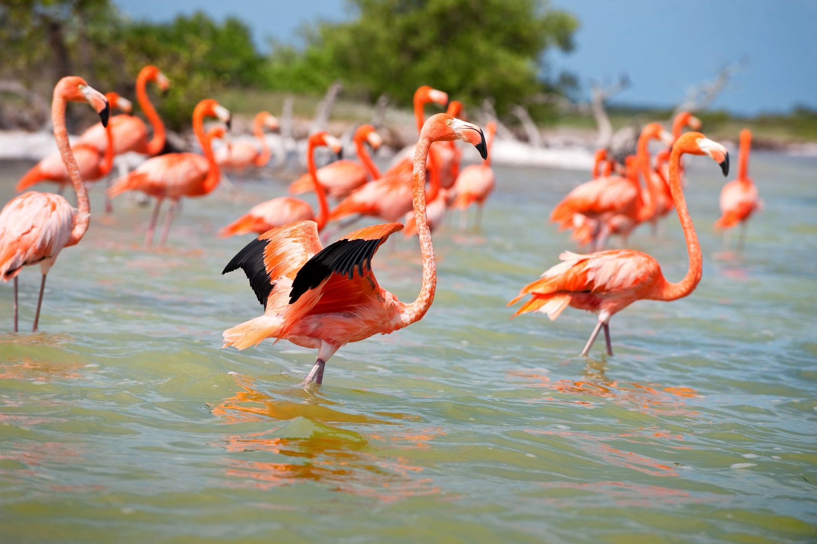 Pink flamingos wading in the water in a saltwater lagoon at Celestun