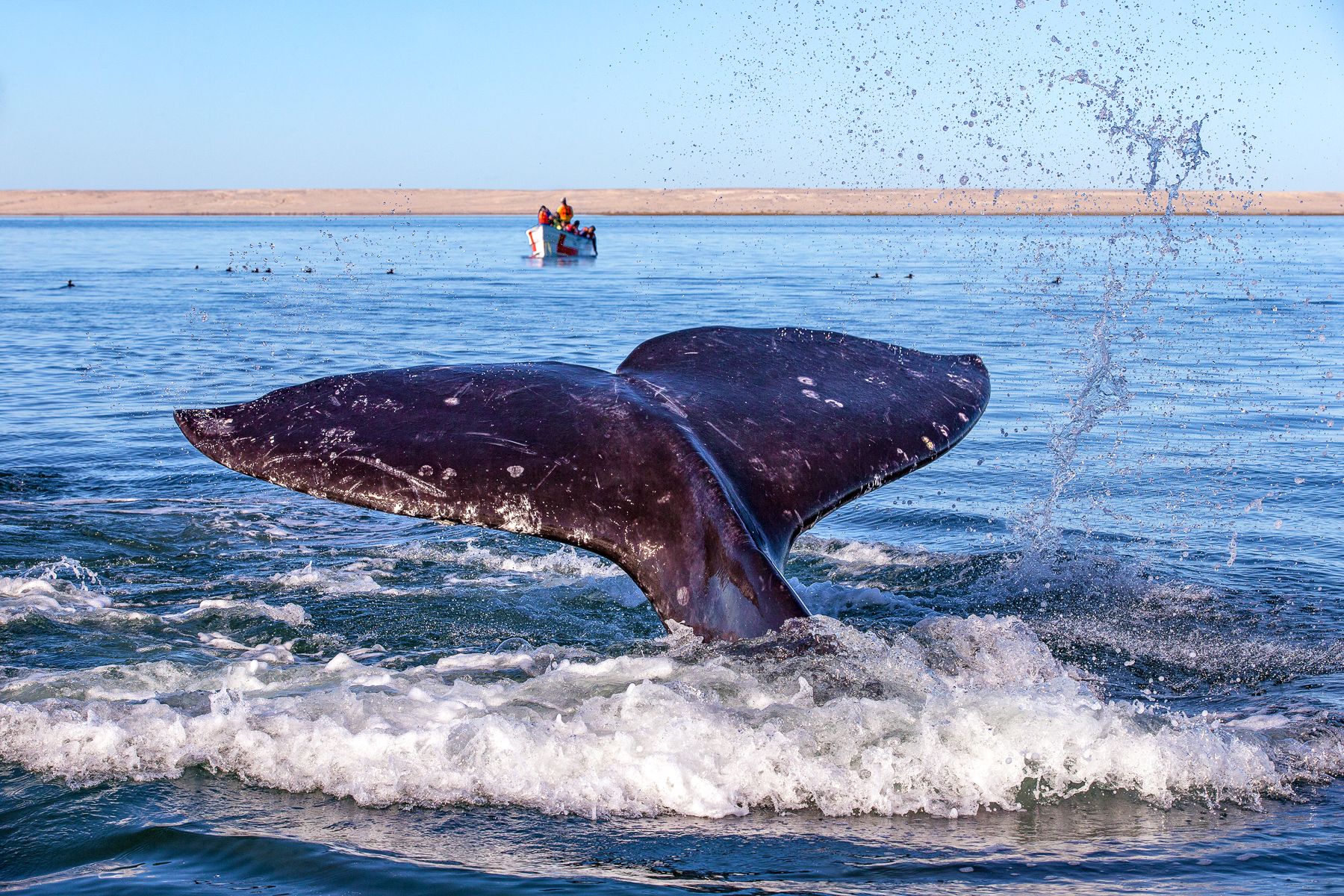 A grey whale spotted from a boat off the coast of Mexico's Baja Peninsula