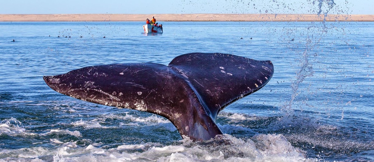 A grey whale spotted from a boat off the coast of Mexico's Baja Peninsula