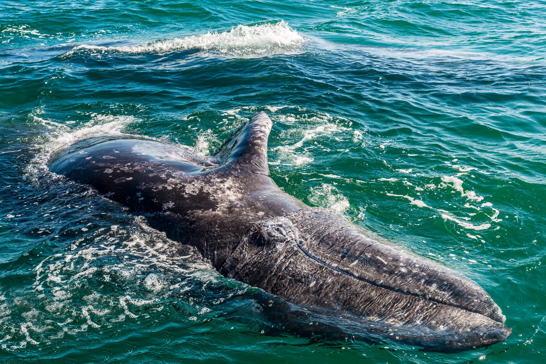 A gray whale calf spotted off the Baja Peninsula in Mexico