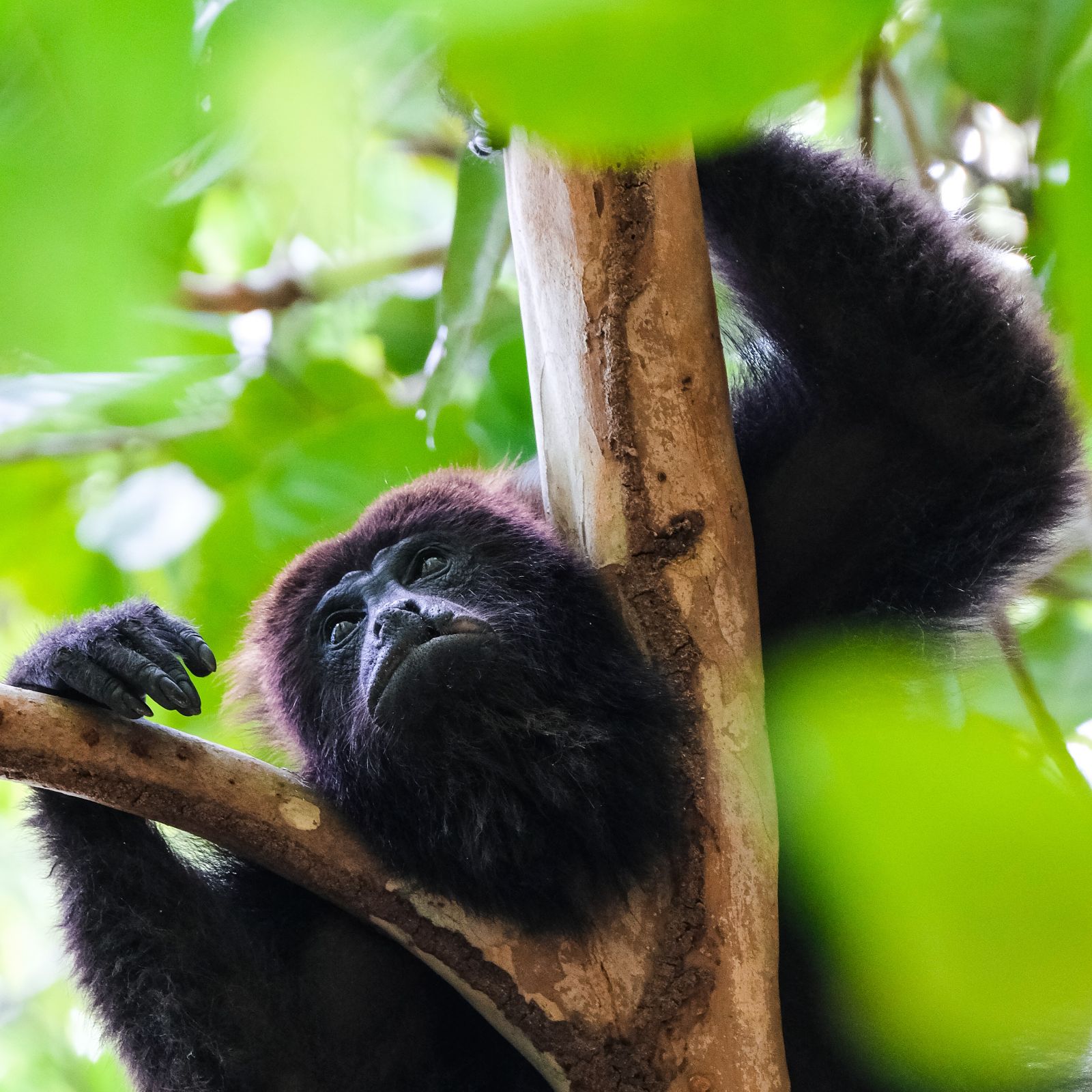 A howler monkey in Mexico's rainforest