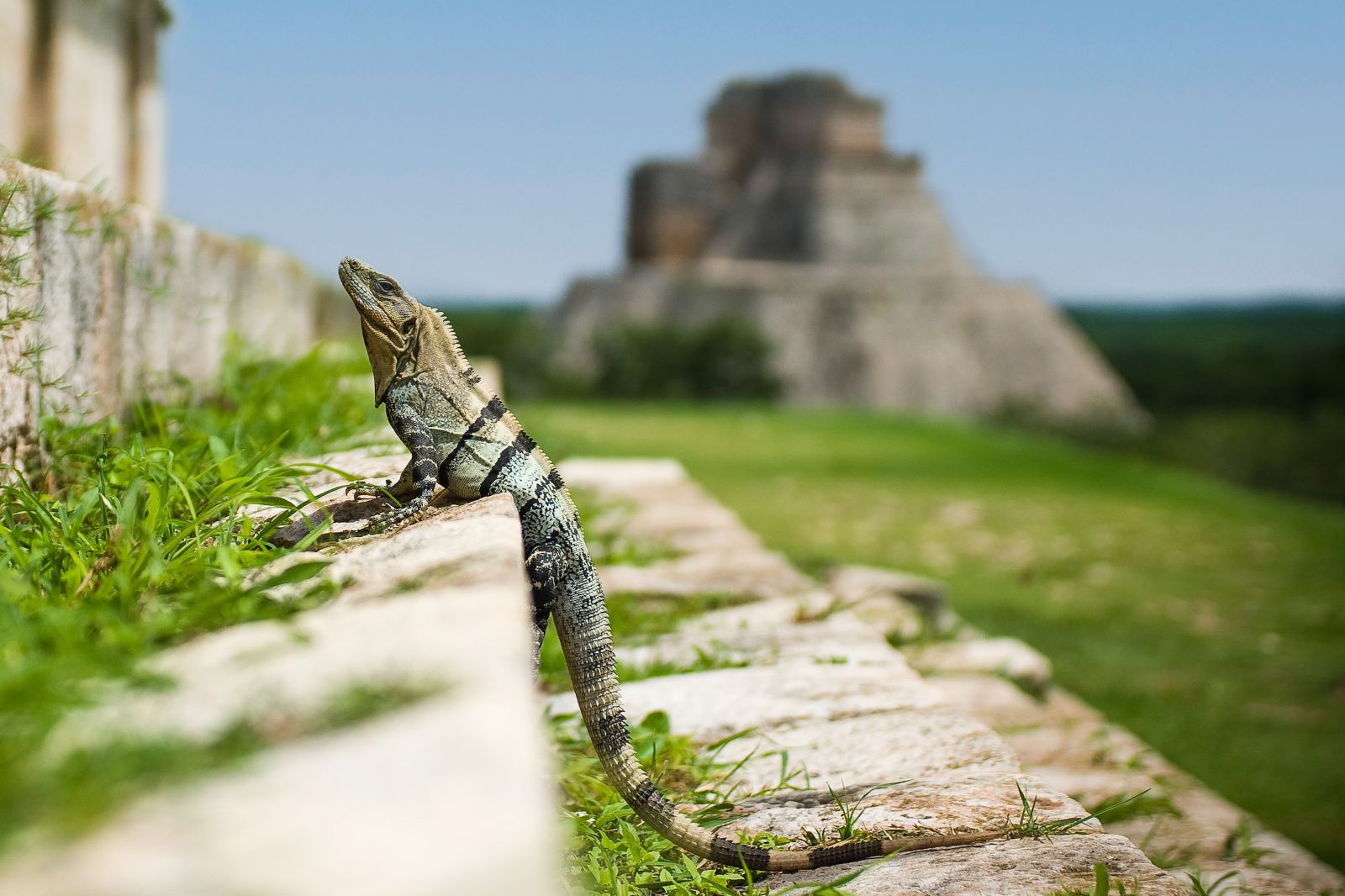 An Iguana at Chichen Itza on the Yucatan Peninsula