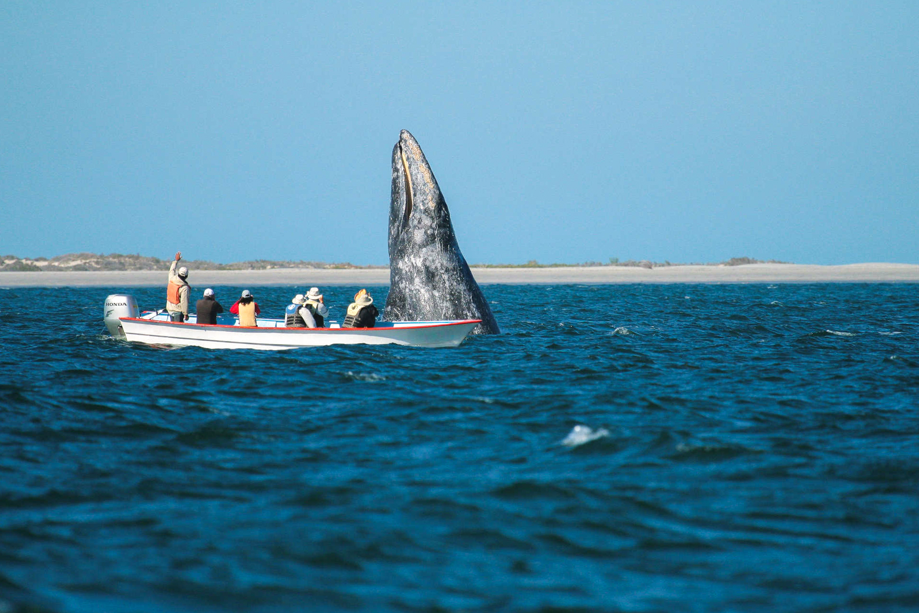 Whale watching off the coast of Magdalena Bay
