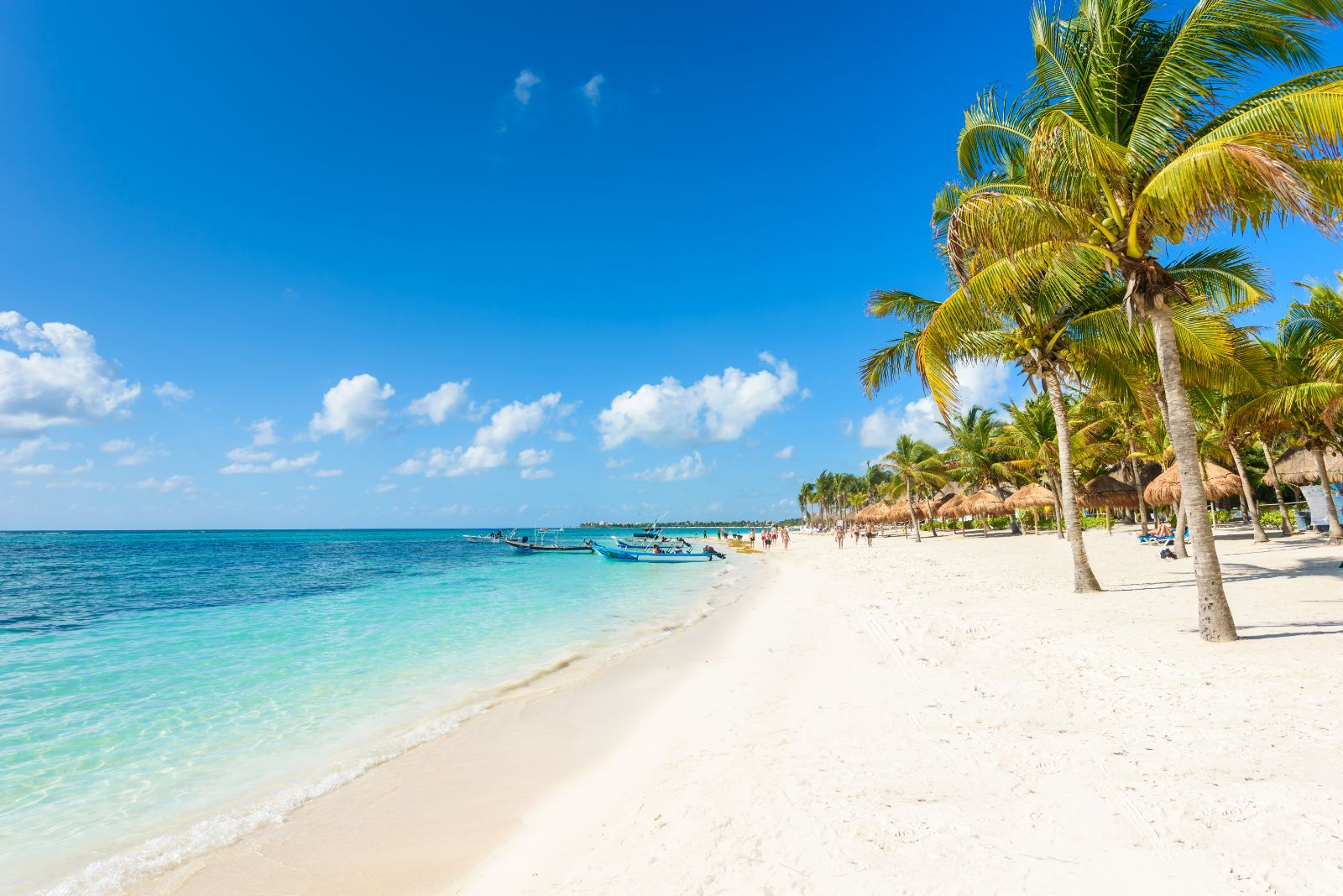 Palms on the beach on the Riviera Maya