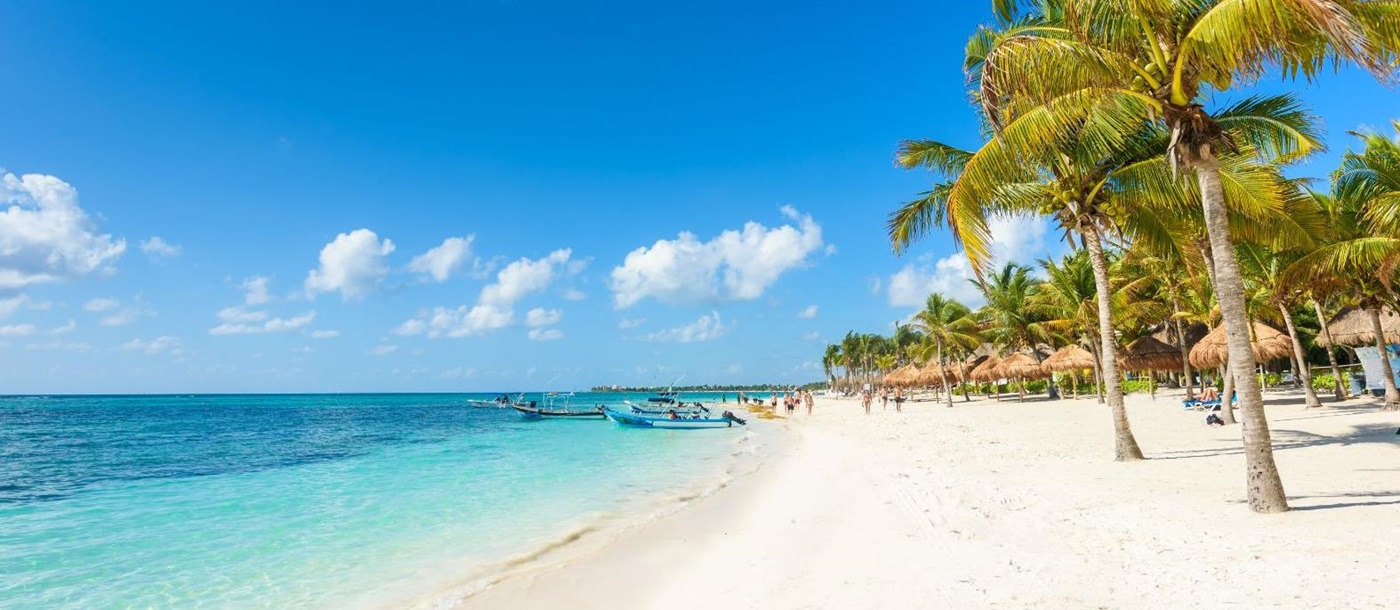 Palms on the beach on the Riviera Maya