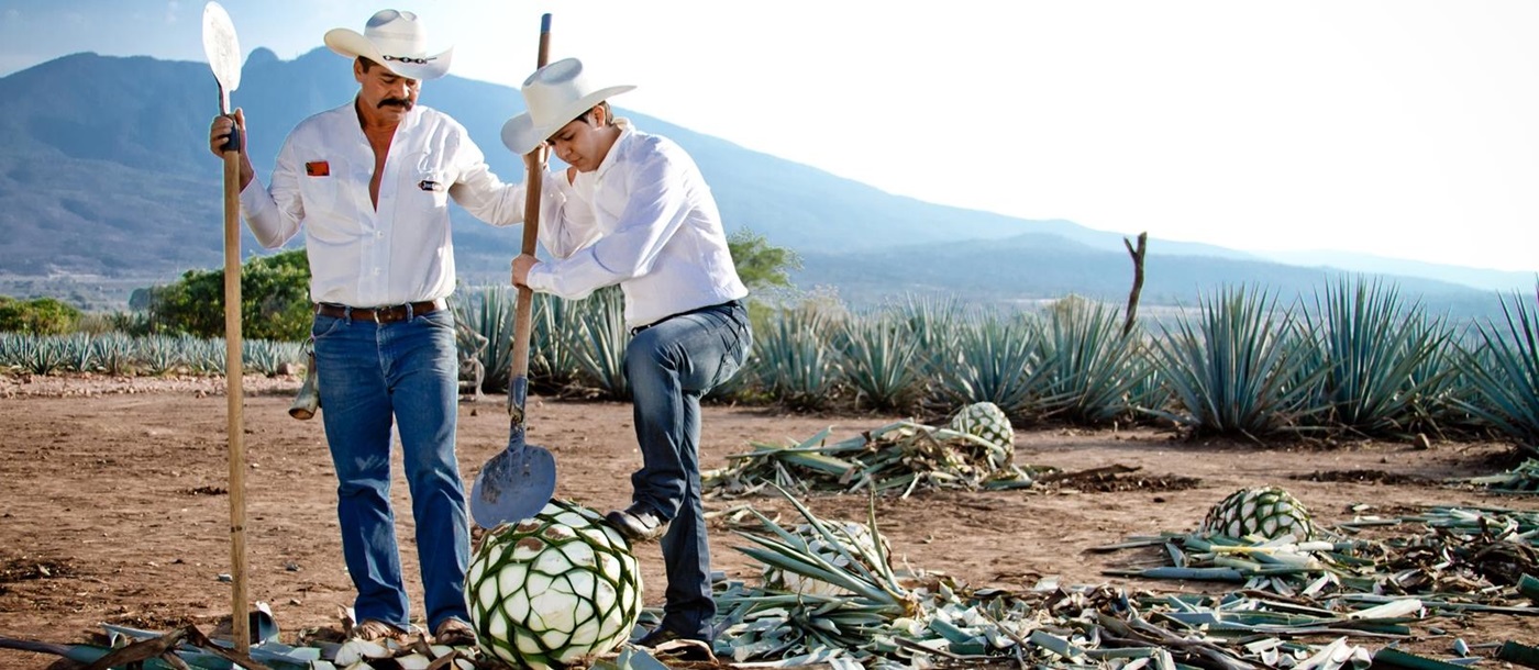 Men taking part on a tequila harvest in Mexico
