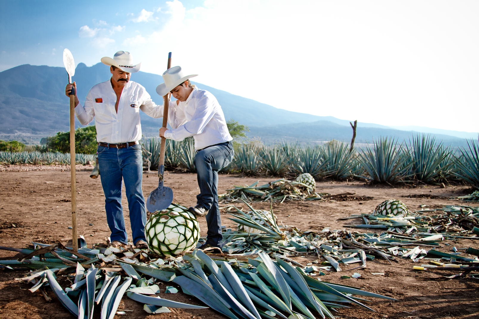 Men taking part on a tequila harvest in Mexico