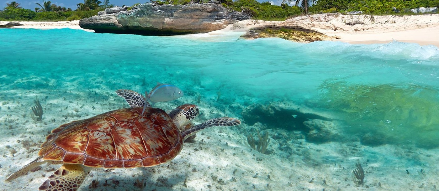 Turtle in Mexican waters