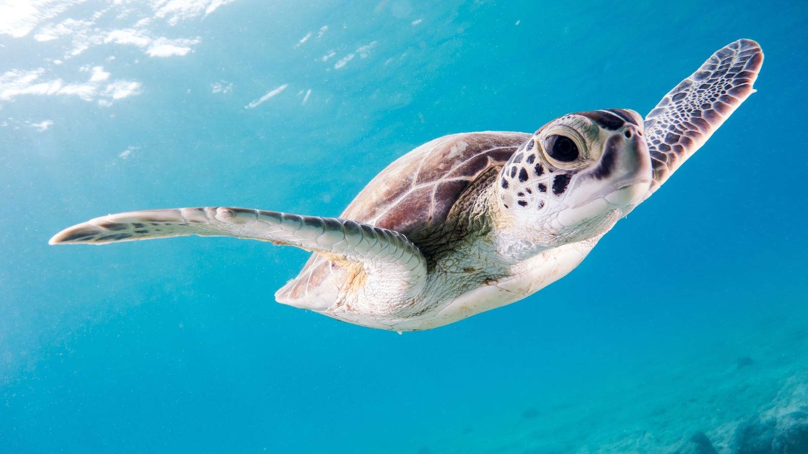 A turtle swimming in the waters of the Riviera Maya