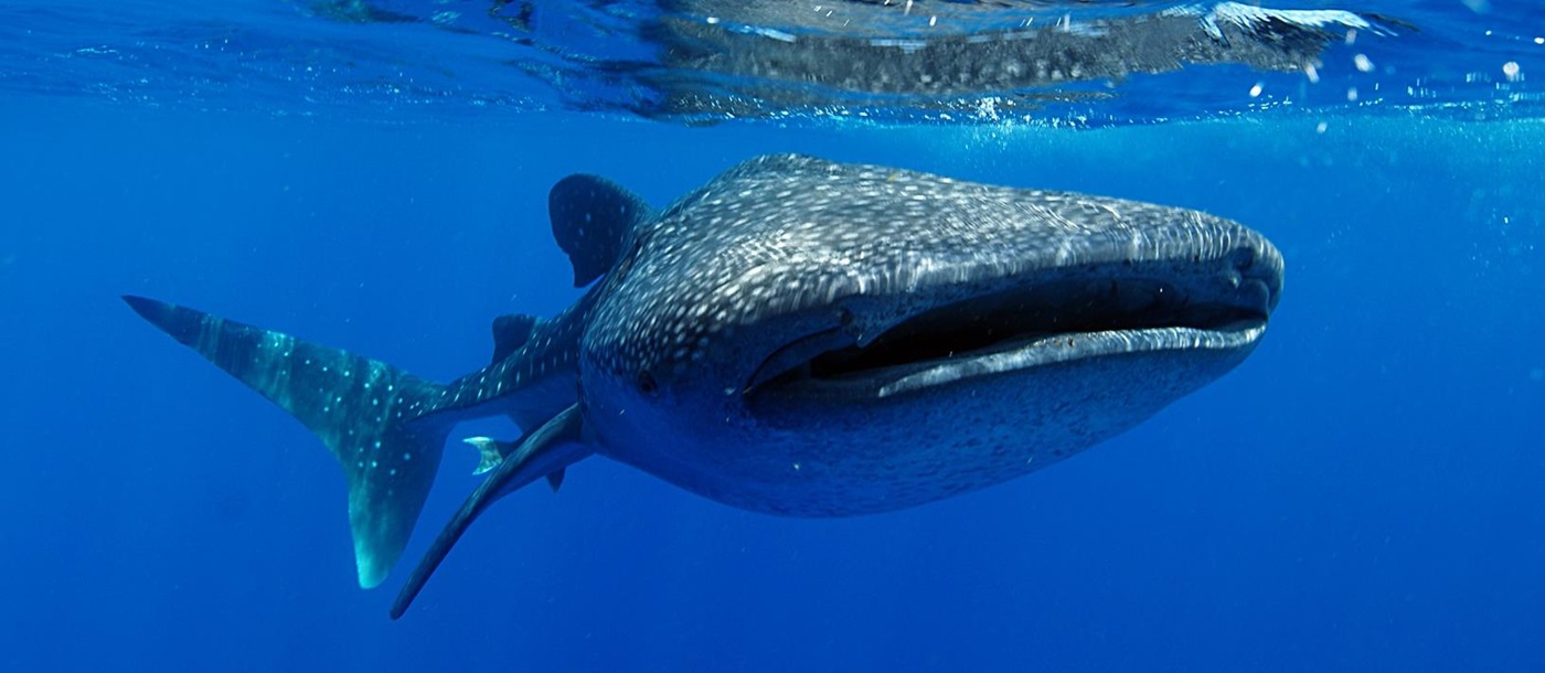 Whale shark in Mexican waters