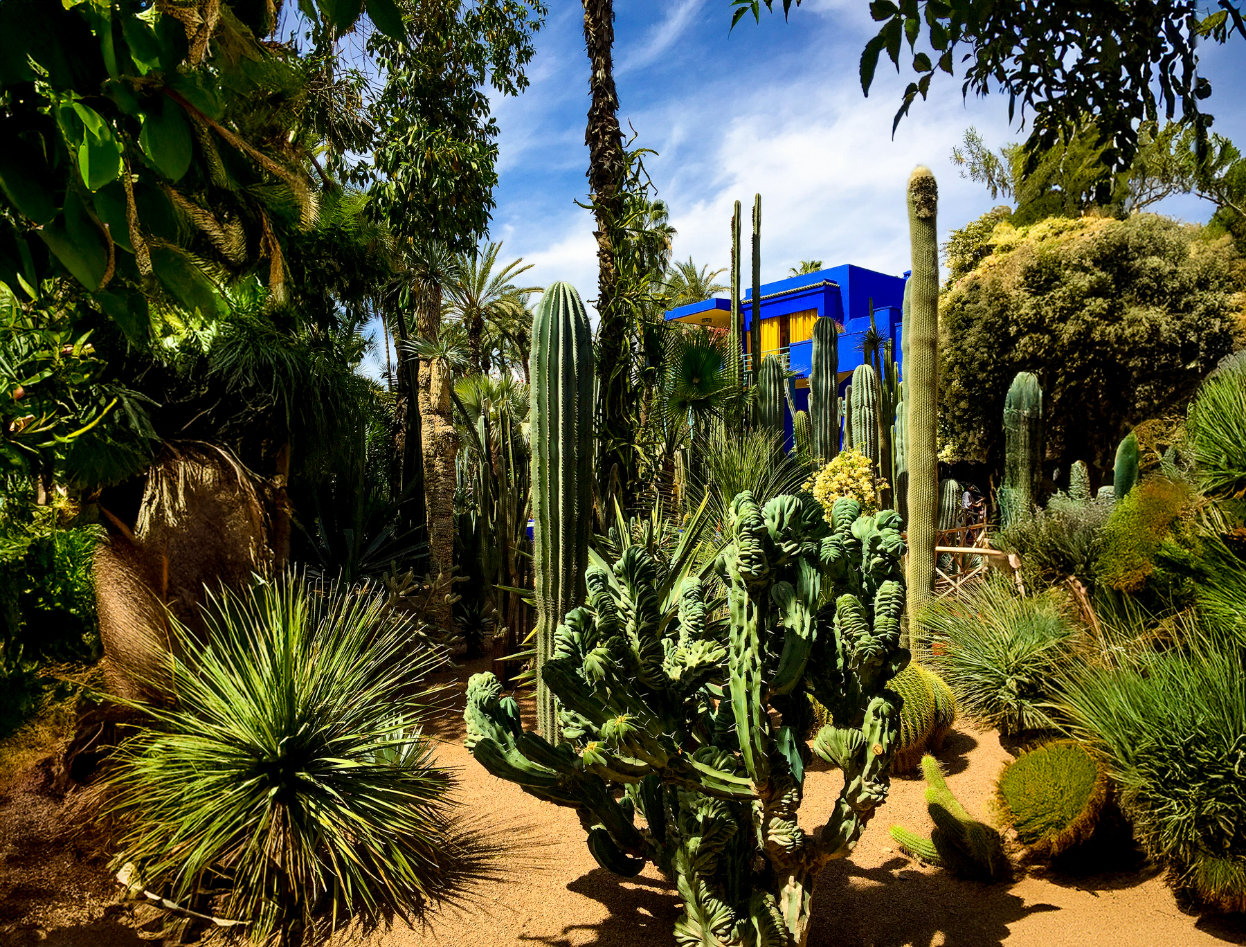 Plants in the gardens around Majorelle Gardens in Marrakech
