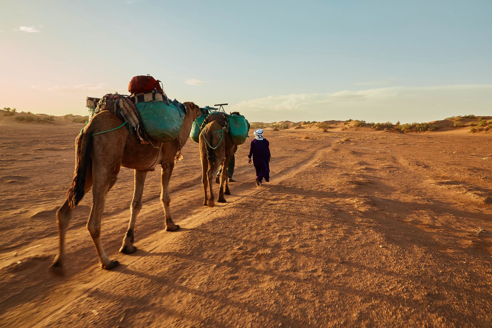 Man leading camels through desert plains in Morocco