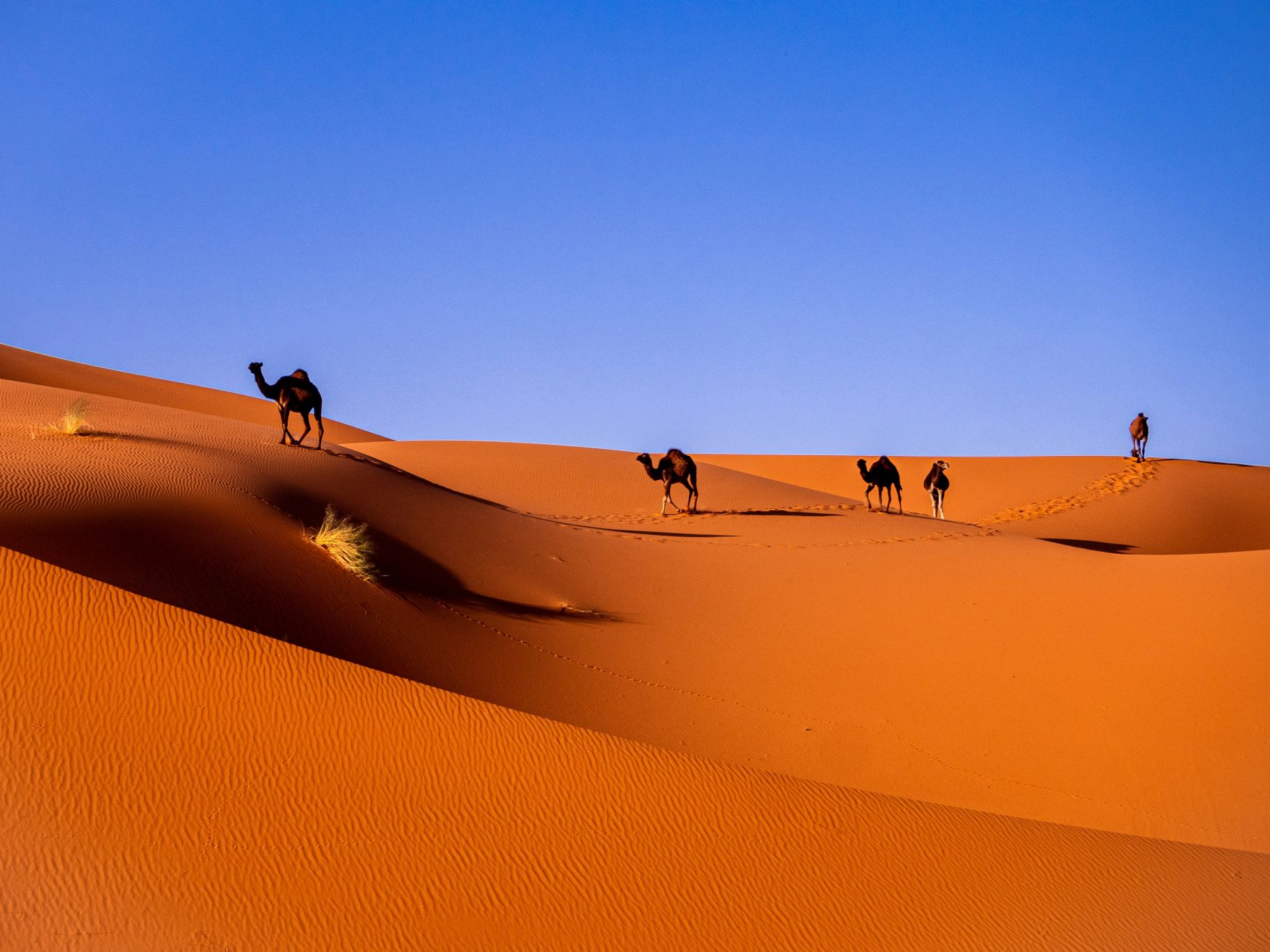 Scene of bright orange dunes of the Sahara Desert in Morocco, with camels crossing the dunes under a blue sky.