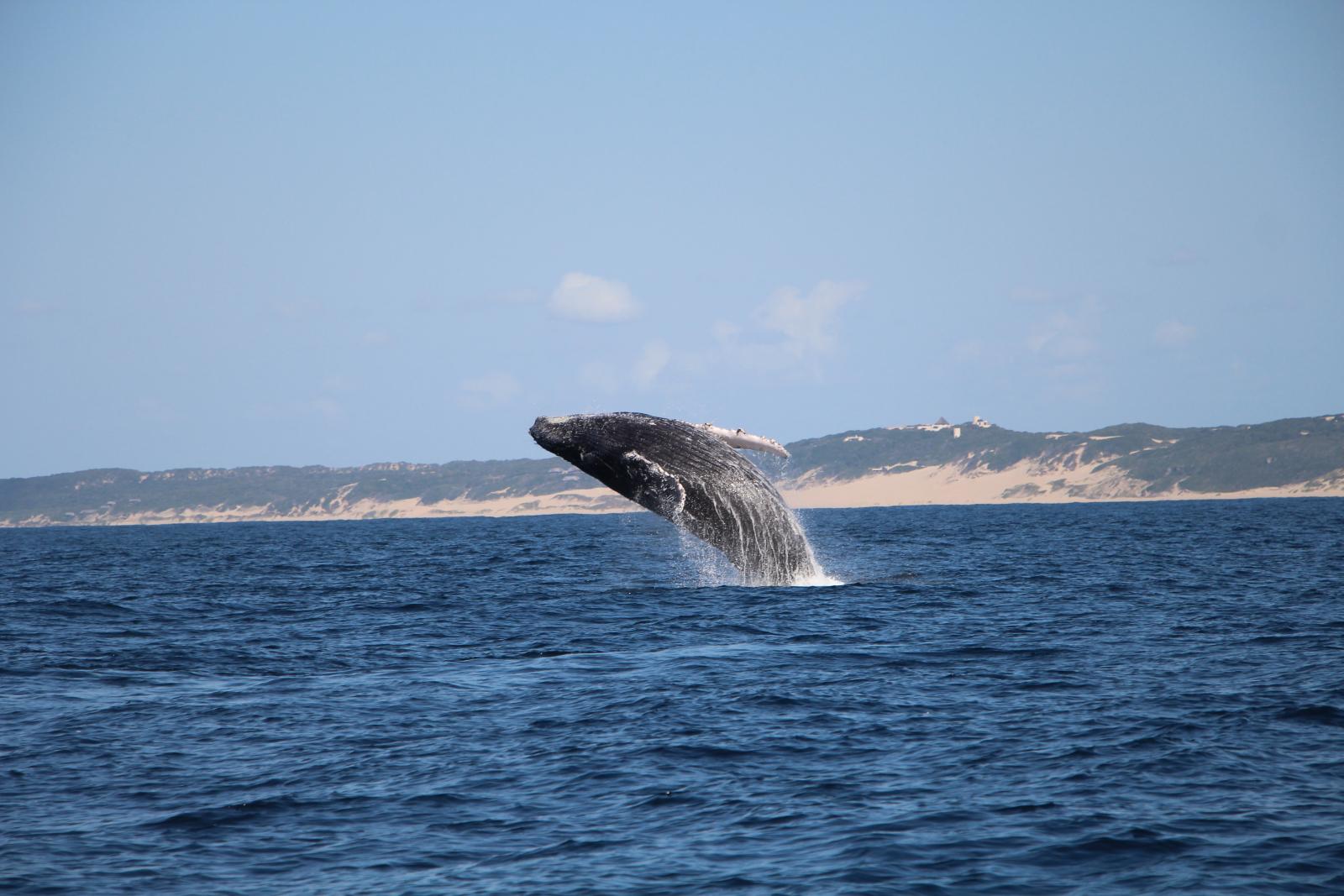 whale watching in mozambique, africa