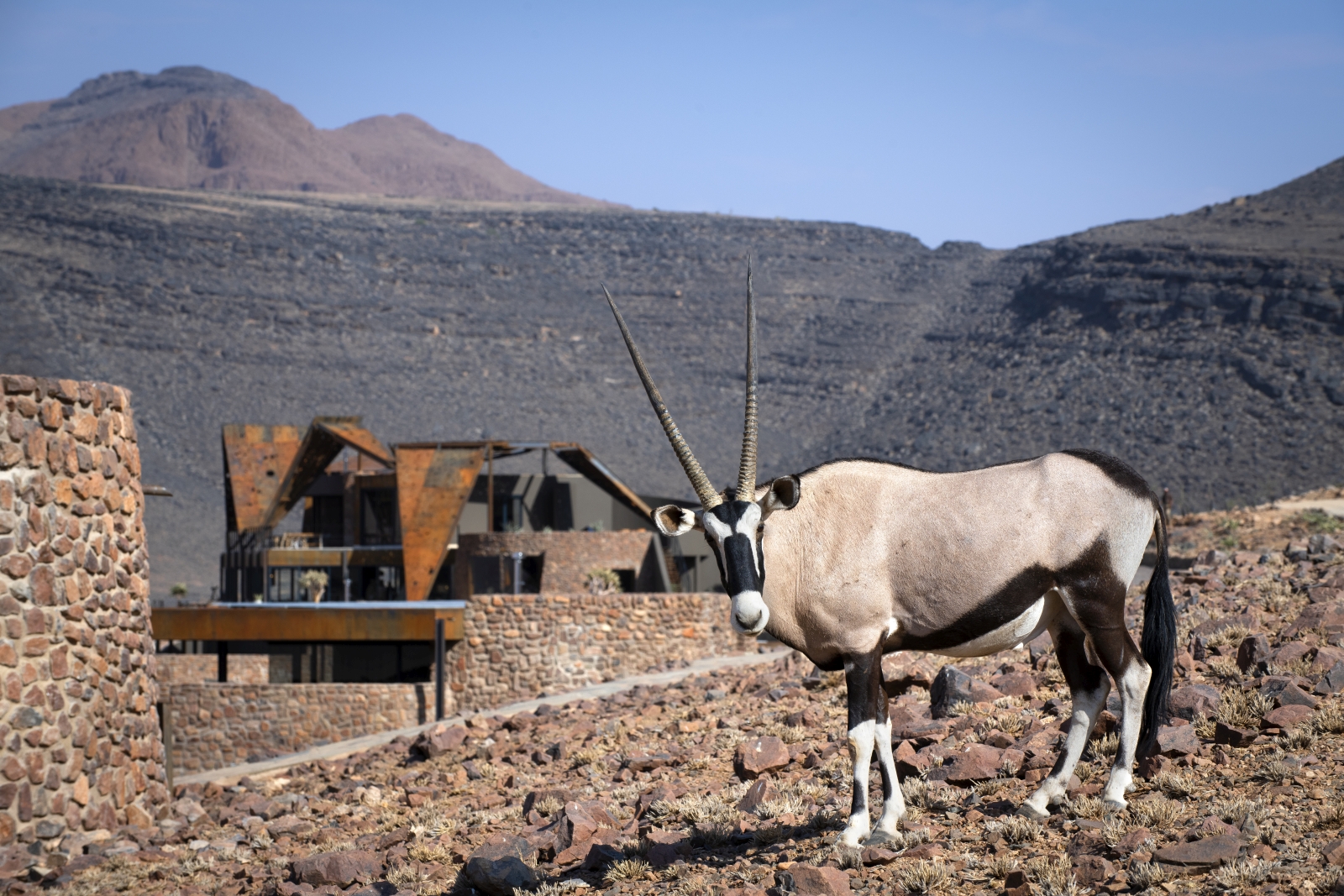 Oryx standing outside the main lodge