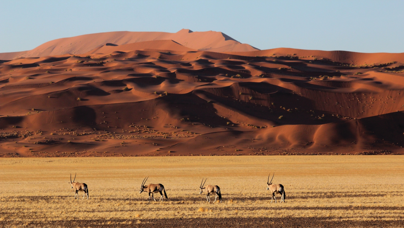 Oryx lined up in front of the dunes
