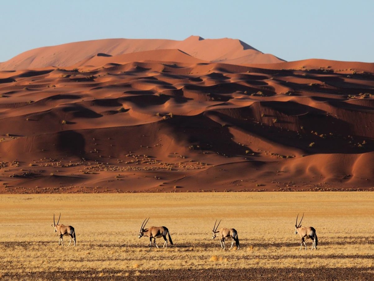 Oryx lined up in front of the dunes