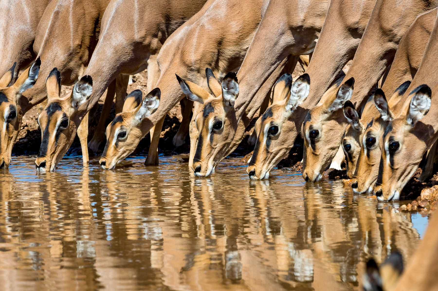Antelope drinking from the river near Horizon by Ongava in Namibia