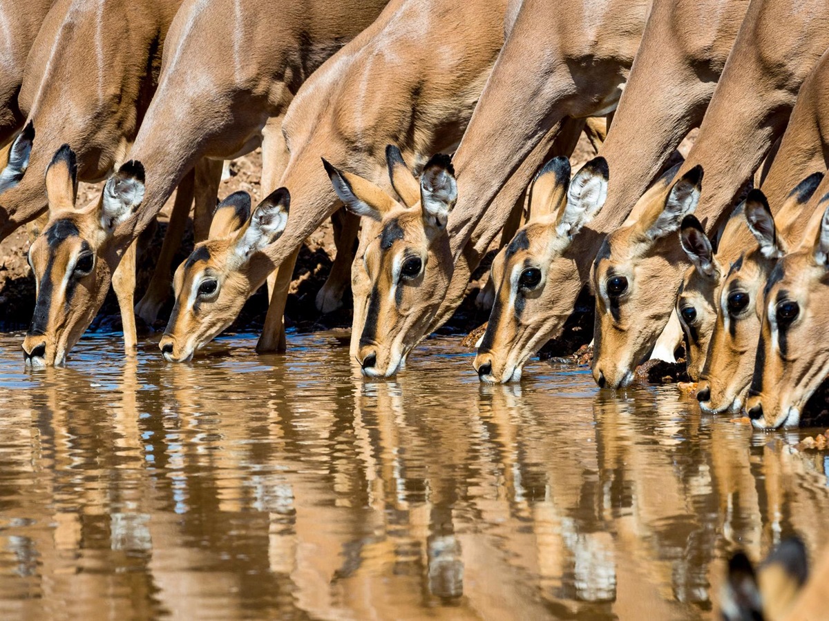 Antelope drinking from the river near Horizon by Ongava in Namibia