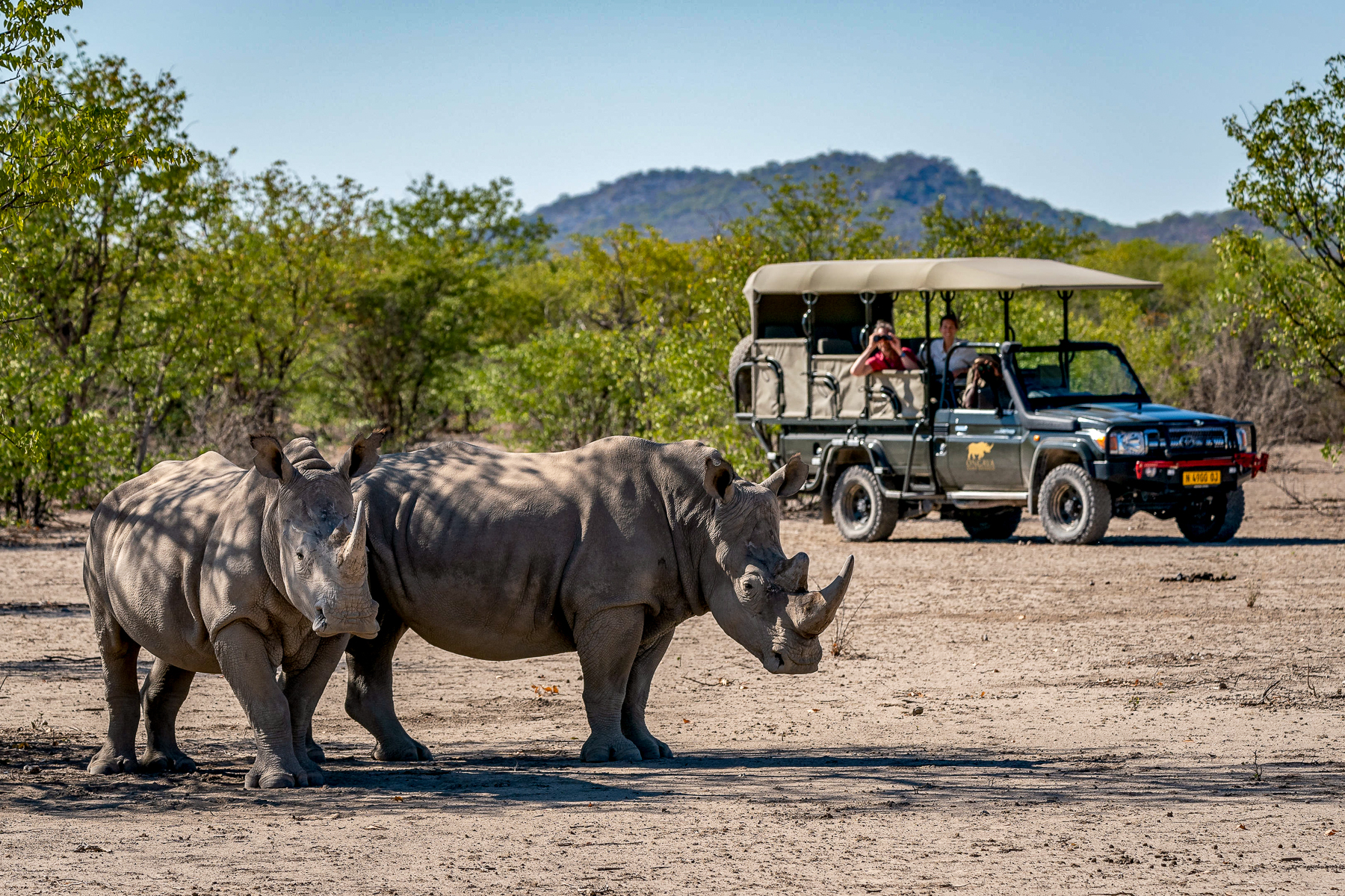 Rhinos spotted on a game drive from Horizon by Ongava in Namibia