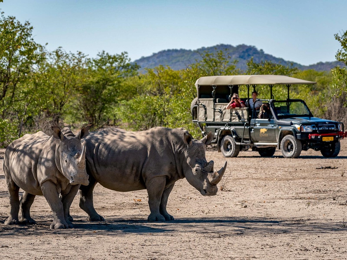 Rhinos spotted on a game drive from Horizon by Ongava in Namibia