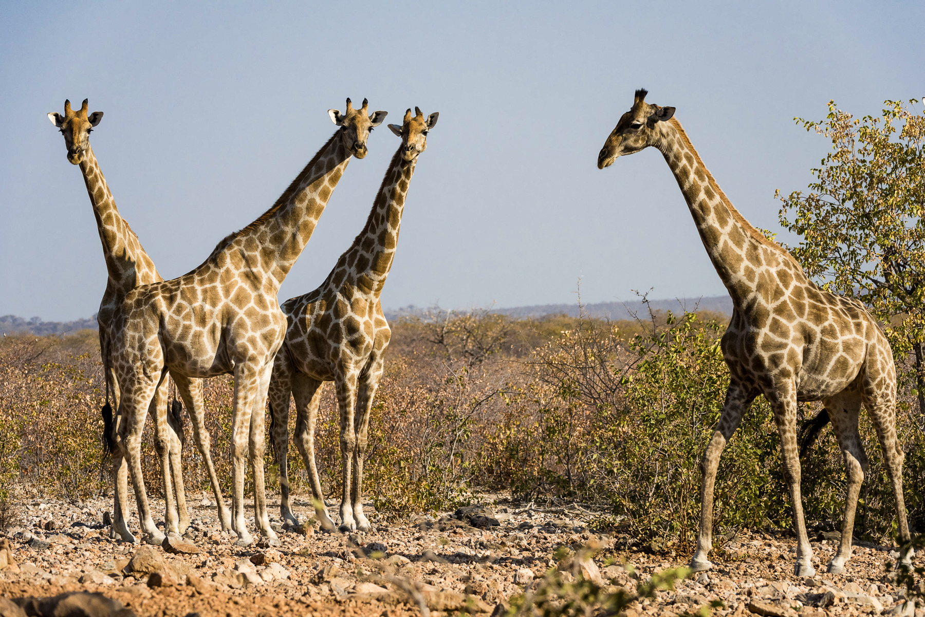 Giraffes spotted on the grounds of Horizon by Ongava in Namibia