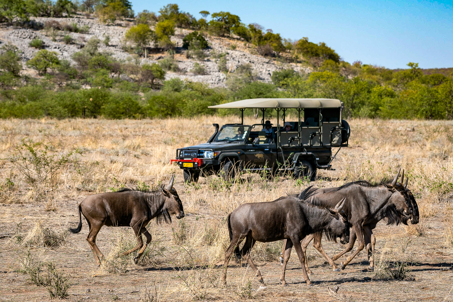 Wildebeest spotted on a game drive from Horizon by Ongava in Namibia