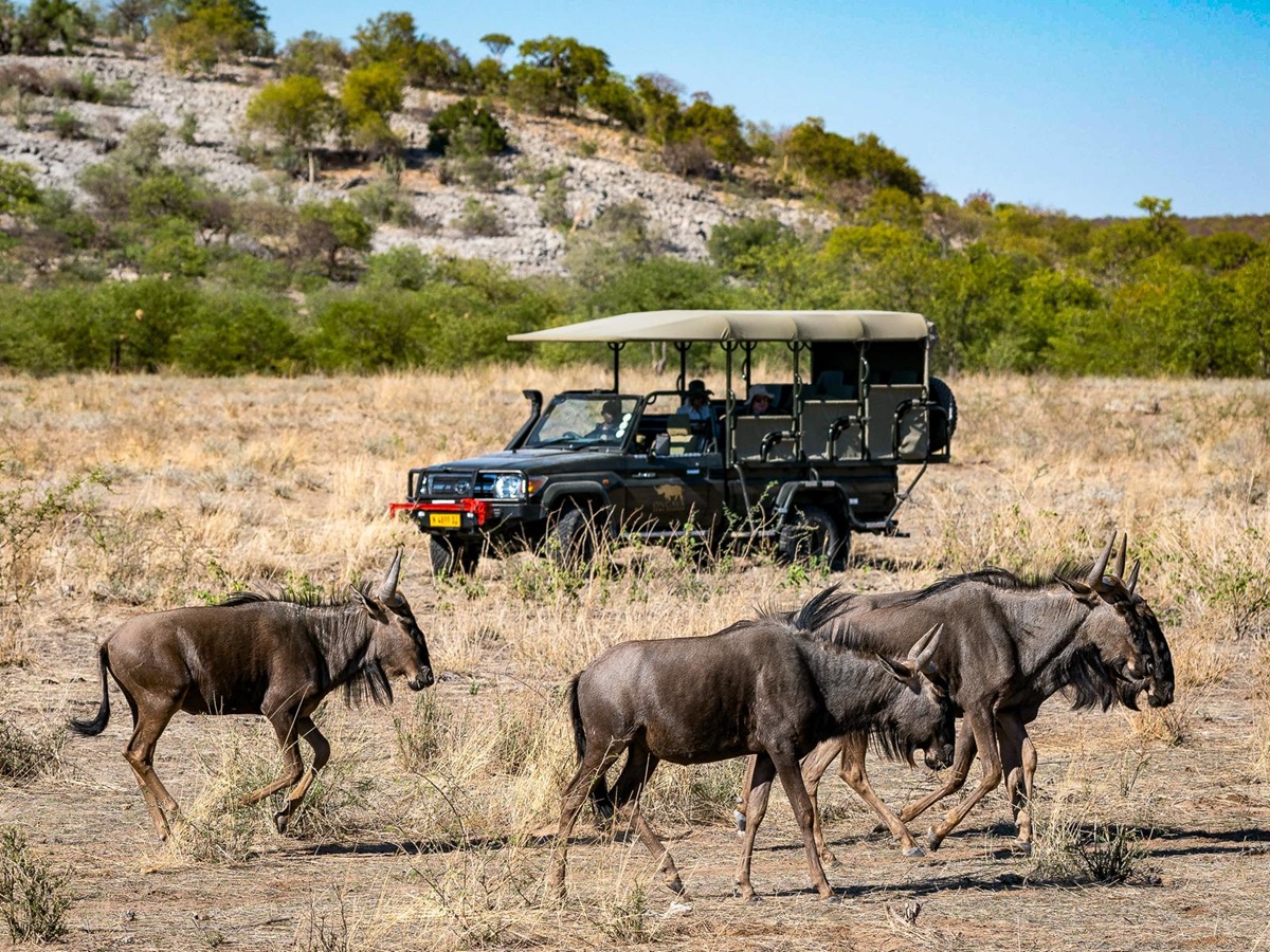 Wildebeest spotted on a game drive from Horizon by Ongava in Namibia