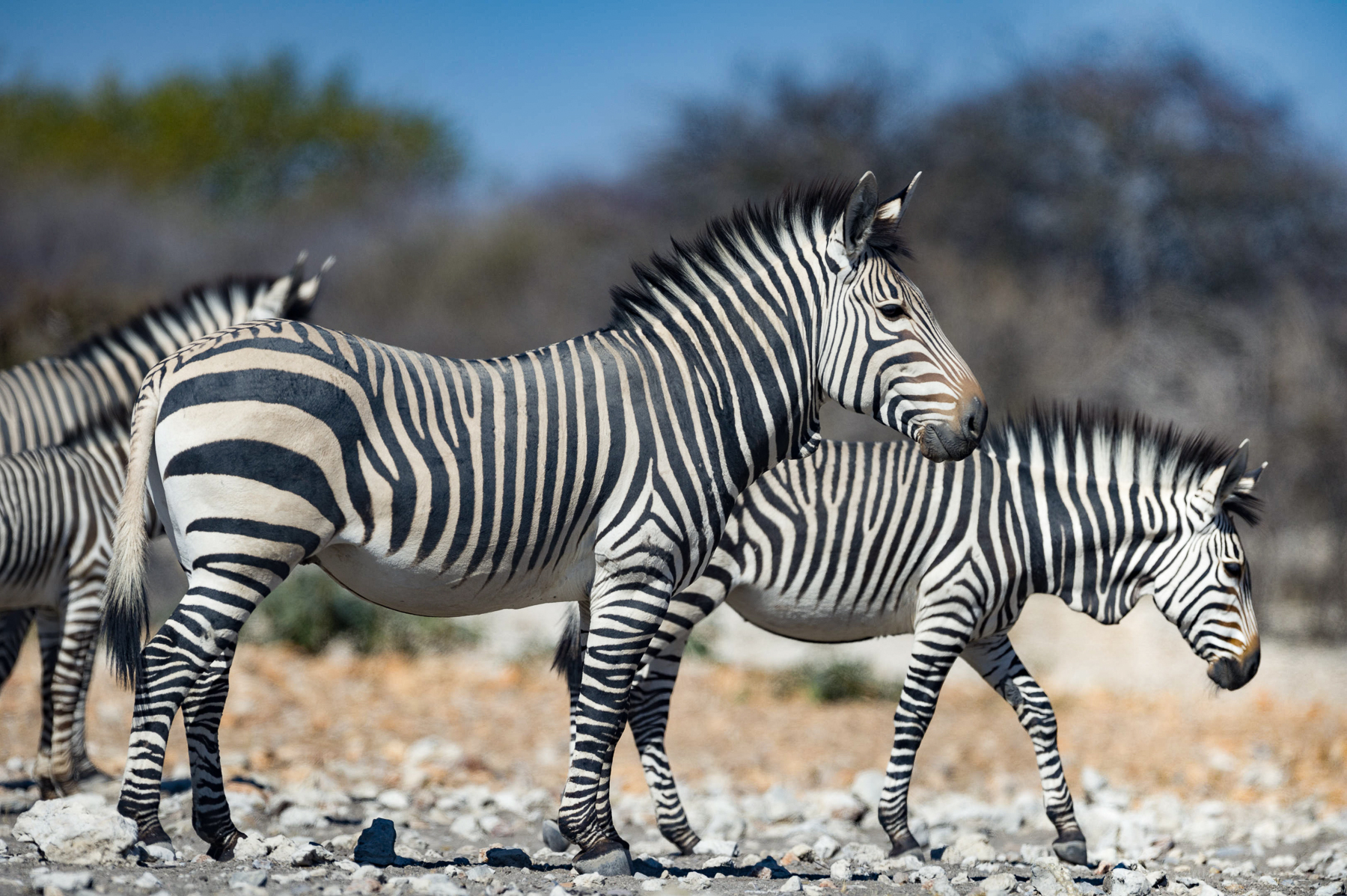 Zebra spotted near Horizon by Ongava in Namibia