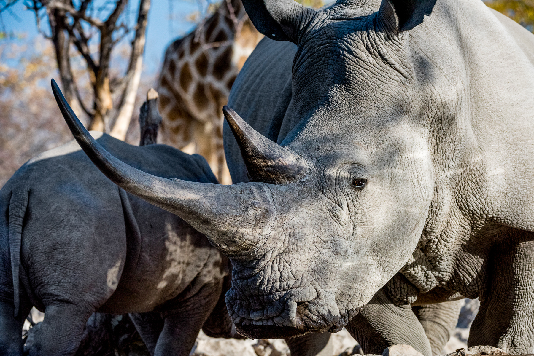 Rhino in the grounds of Little Ongva in Namibia