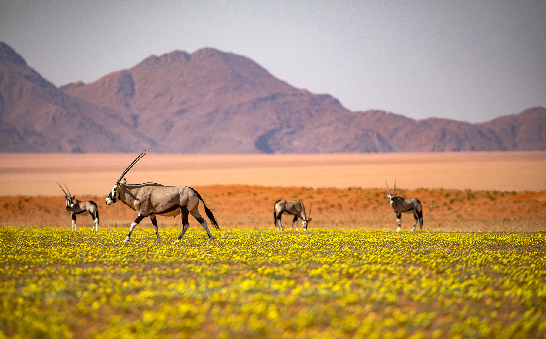 Oryx spotted near Kwessi Dunes in Namibia