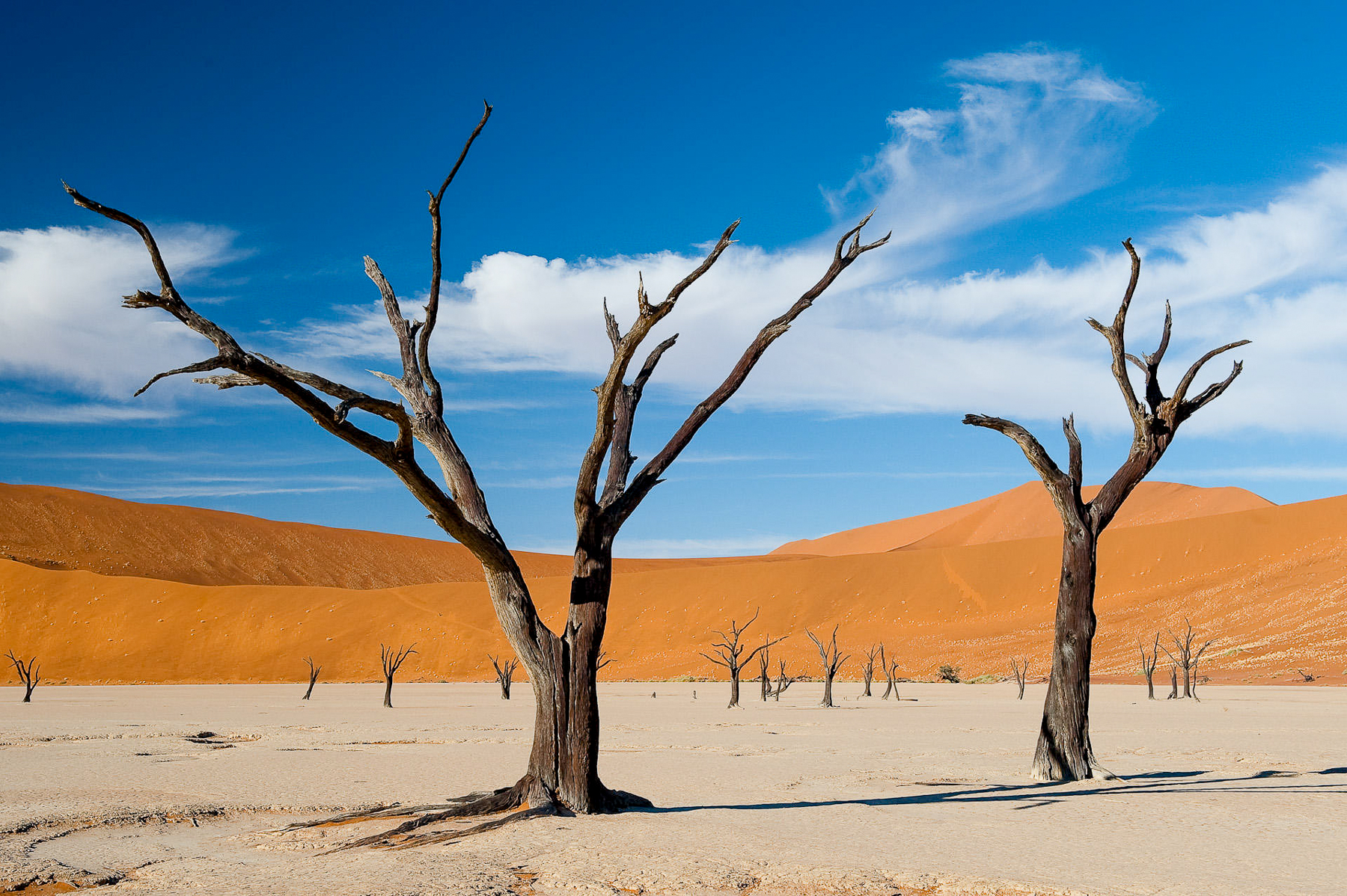 Dead Trees in Namibia
