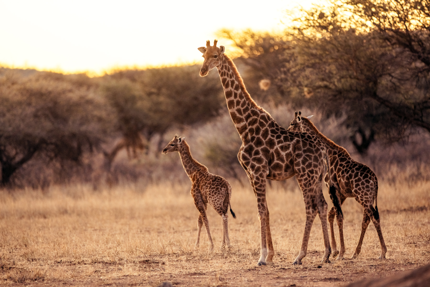 Giraffe spotted near Okonjima Luxury Bush Camp in Namibia