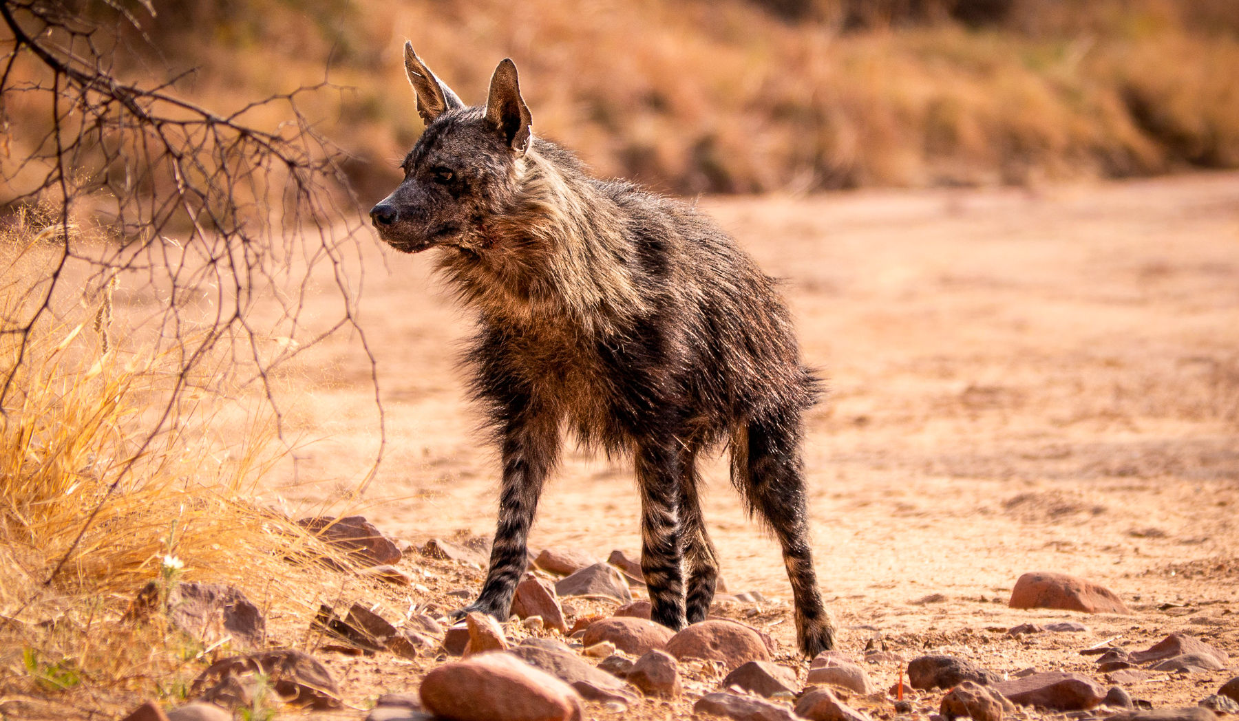 Hyena spotted near Okonjima Luxury Bush Camp in Namibia