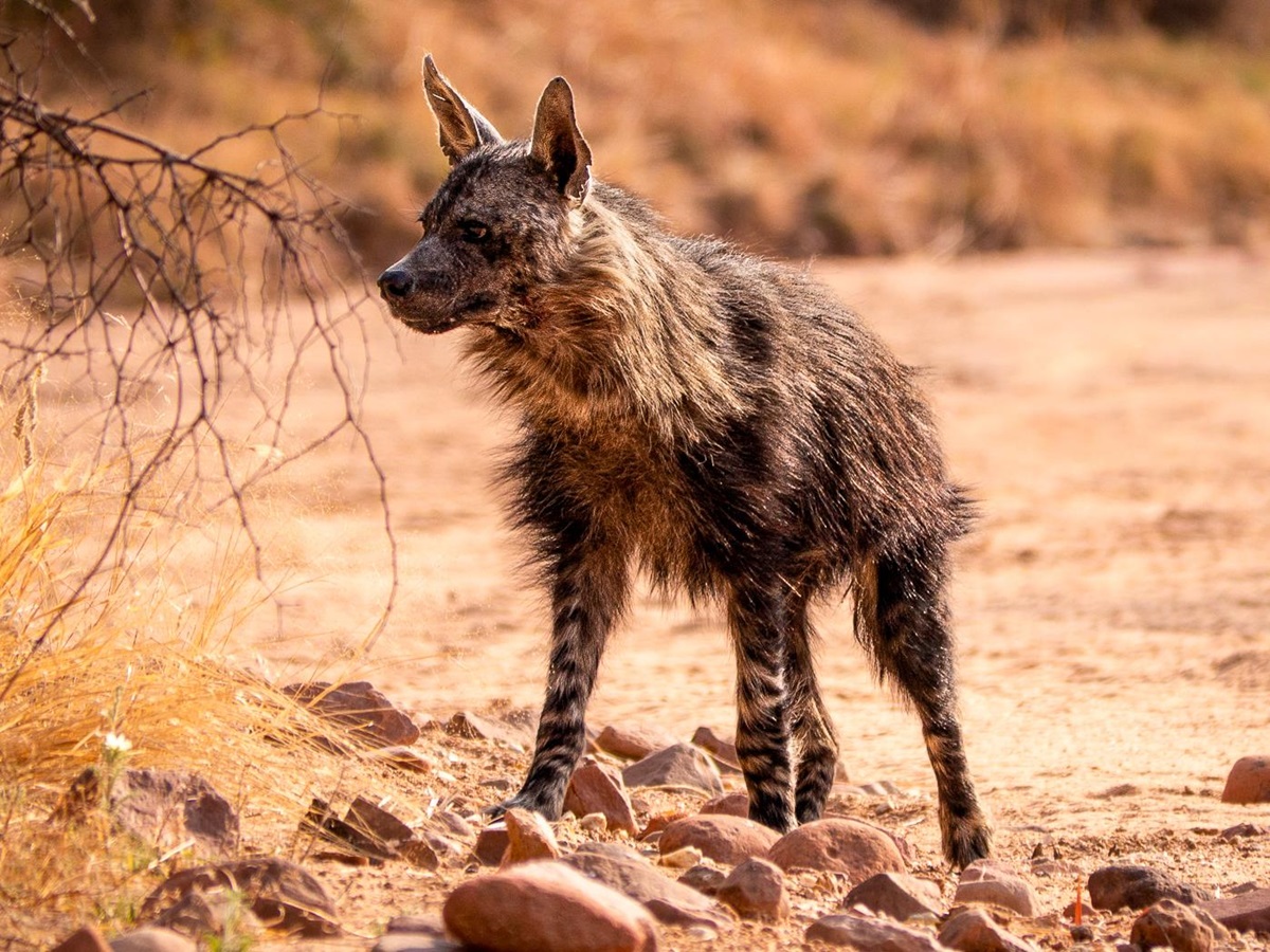 Hyena spotted near Okonjima Luxury Bush Camp in Namibia