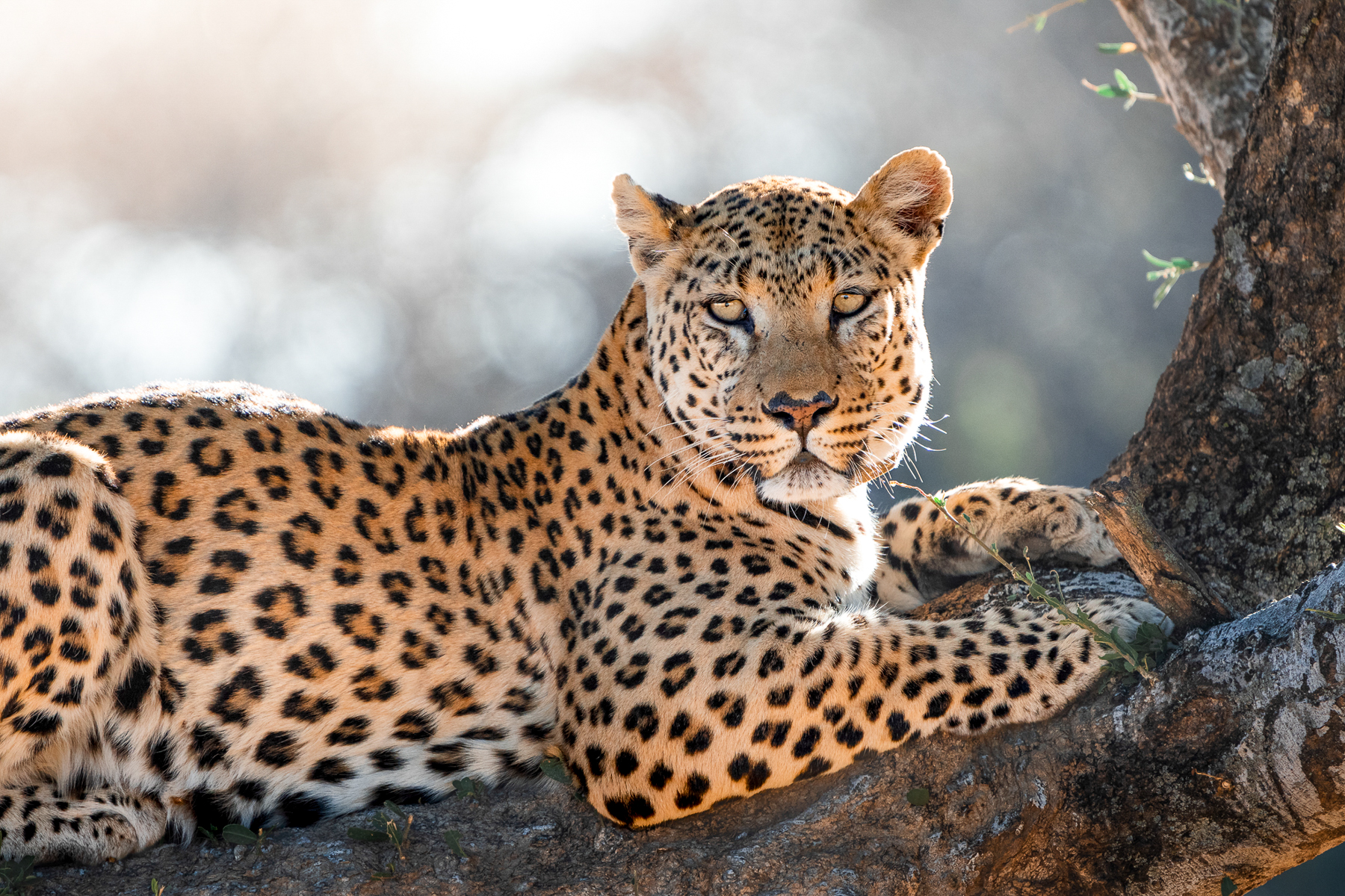 A leopard spotted in a tree near Okonjima Luxury Bush Camp in Namibia