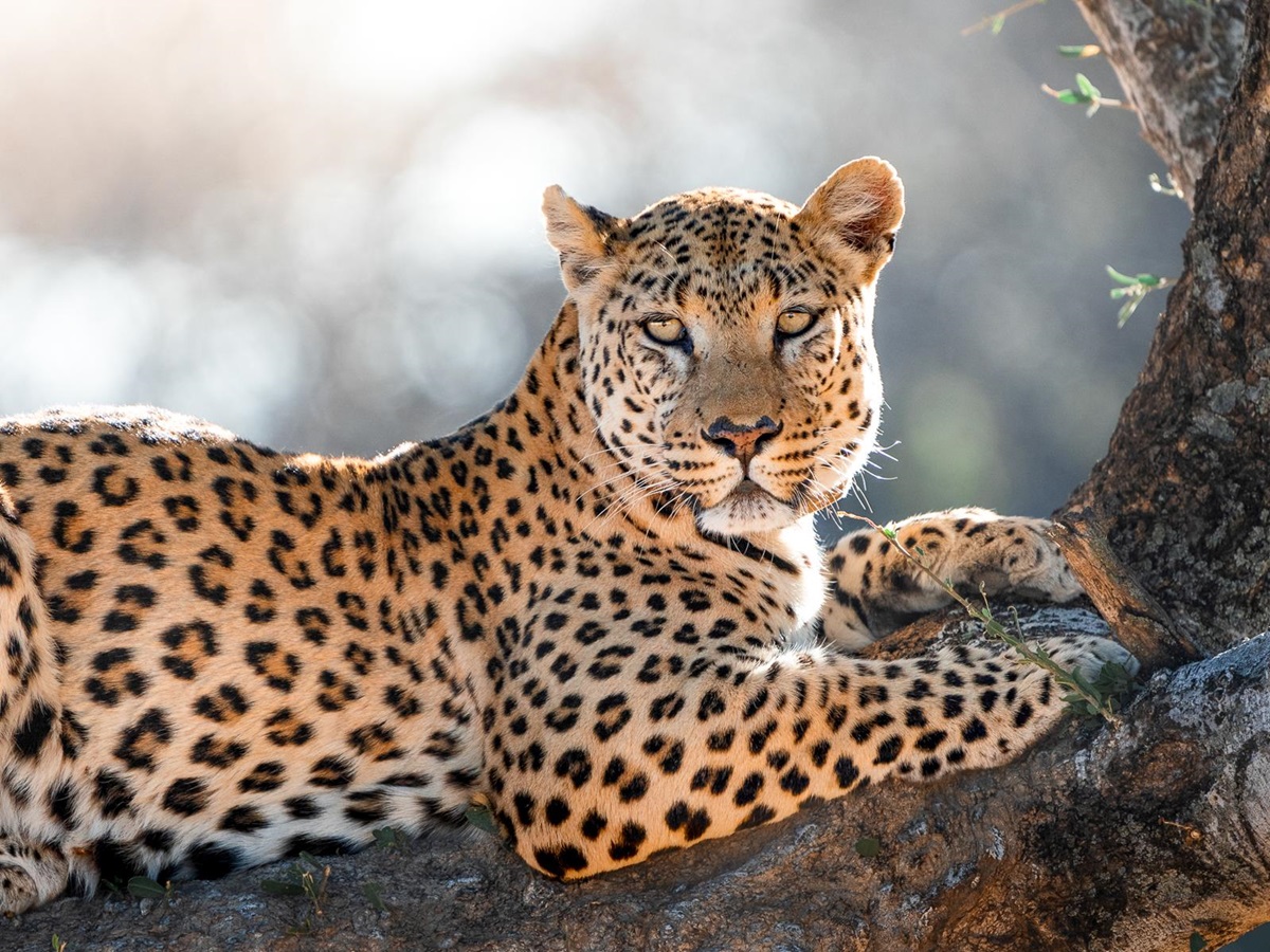A leopard spotted in a tree near Okonjima Luxury Bush Camp in Namibia