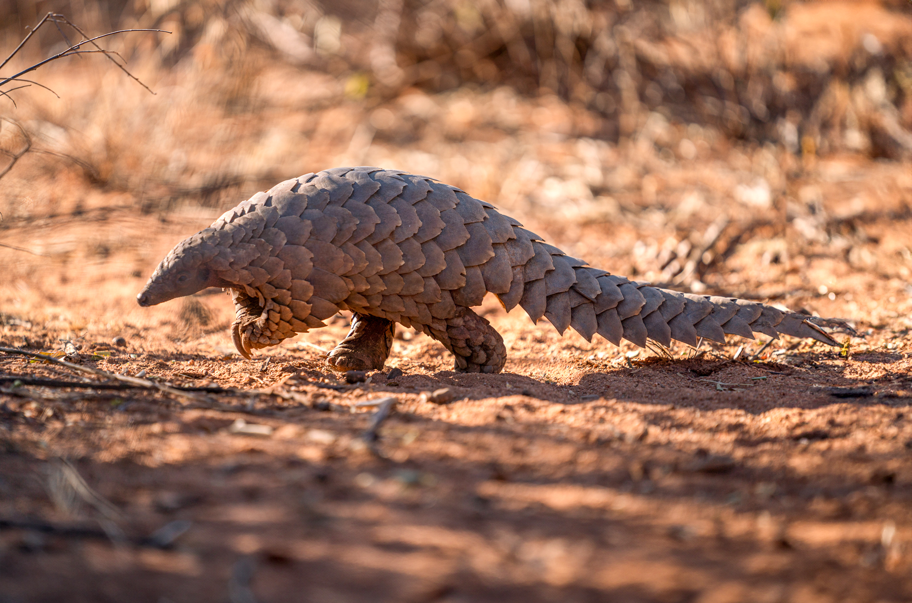 A pangolin spotted near Okonjima Luxury Bush Camp in Namibia