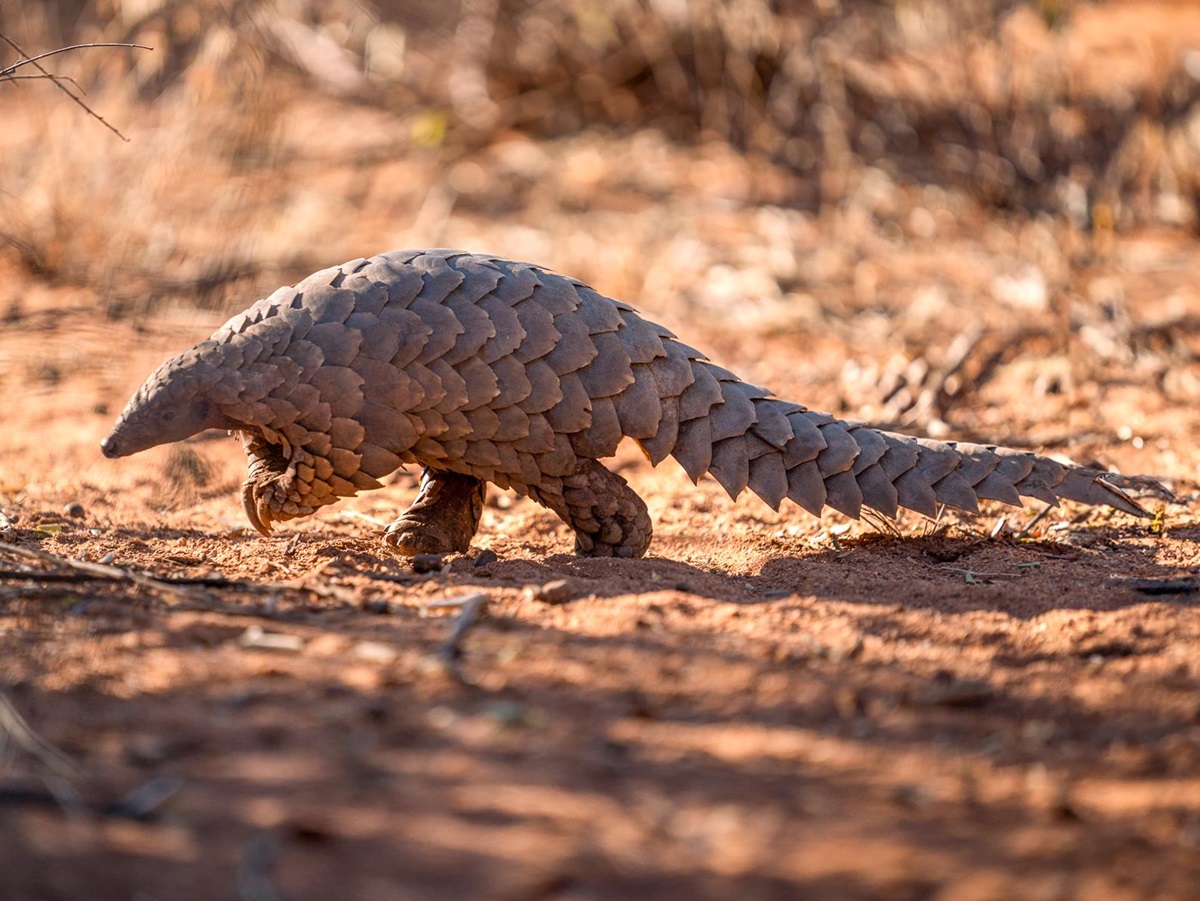 A pangolin spotted near Okonjima Luxury Bush Camp in Namibia
