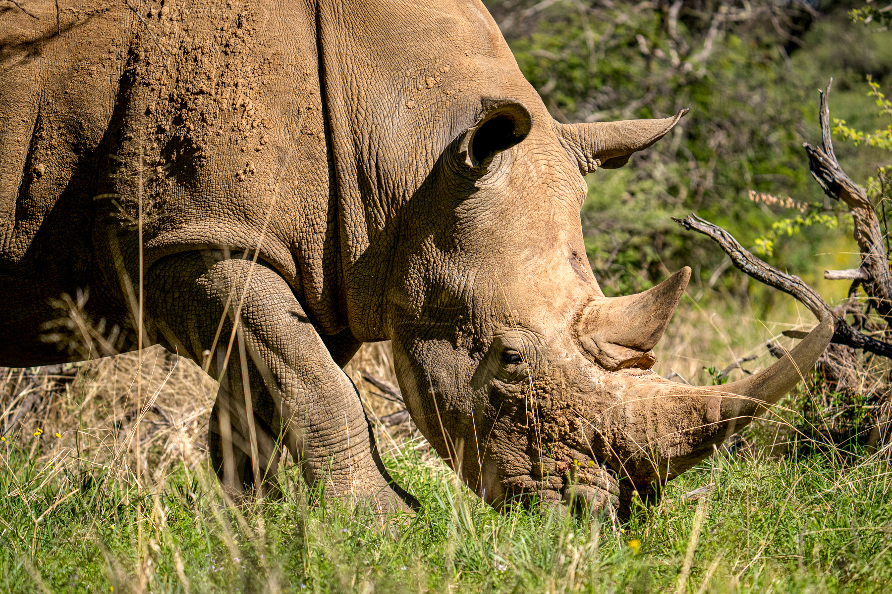 Rhino spotted near Okonjima Luxury Bush Camp in Namibia