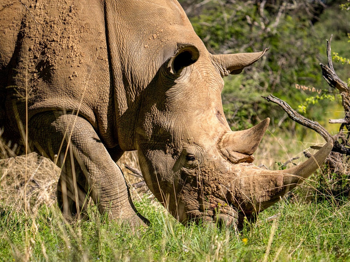 Rhino spotted near Okonjima Luxury Bush Camp in Namibia