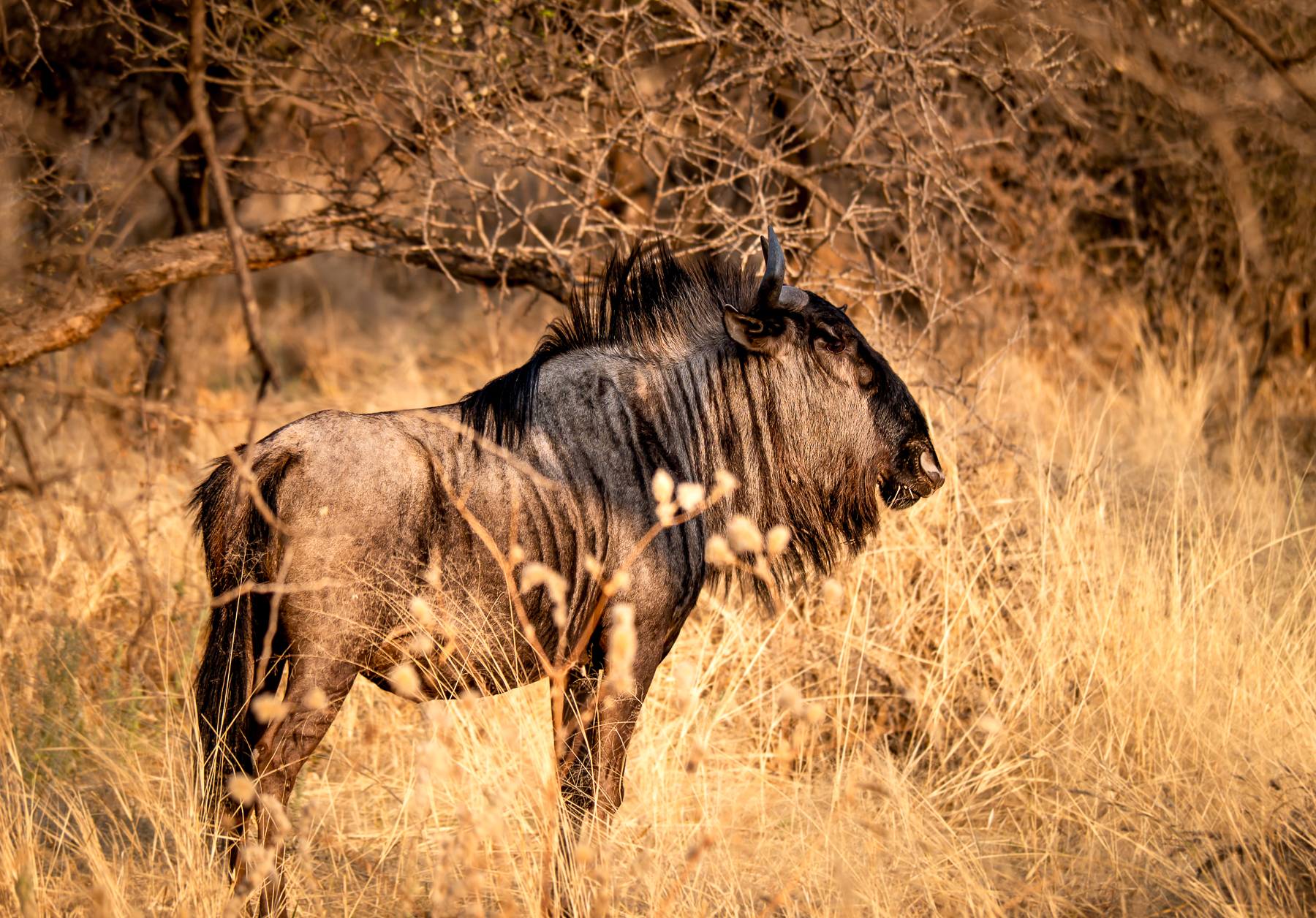 Wildebeest spotted near Okonjima Luxury Bush Camp in Namibia