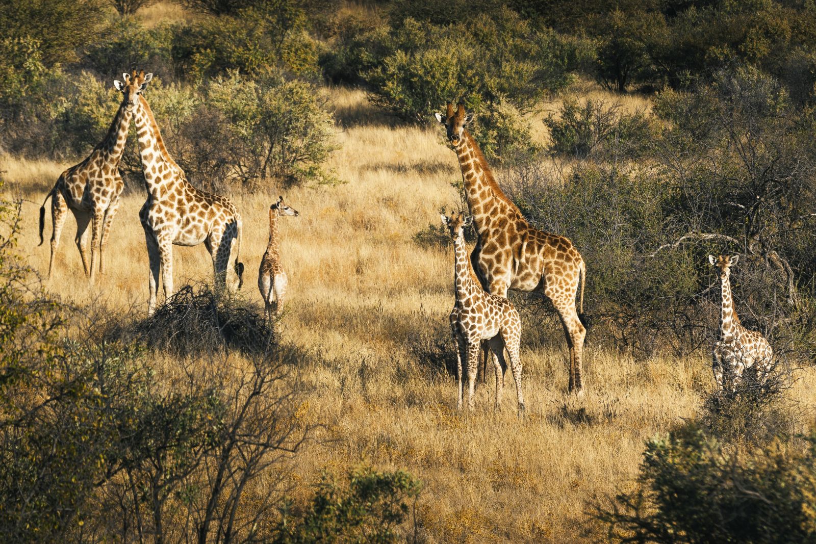 Giraffe in the Zannier Private Reserve