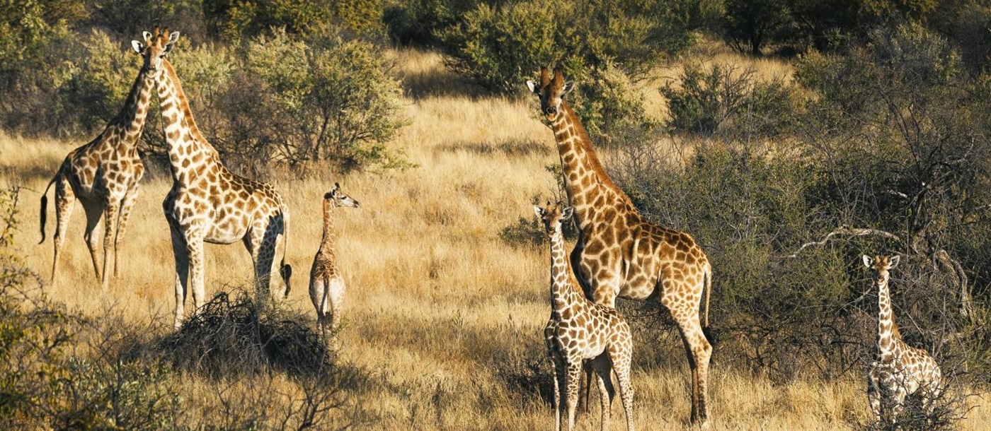 Giraffe in the Zannier Private Reserve