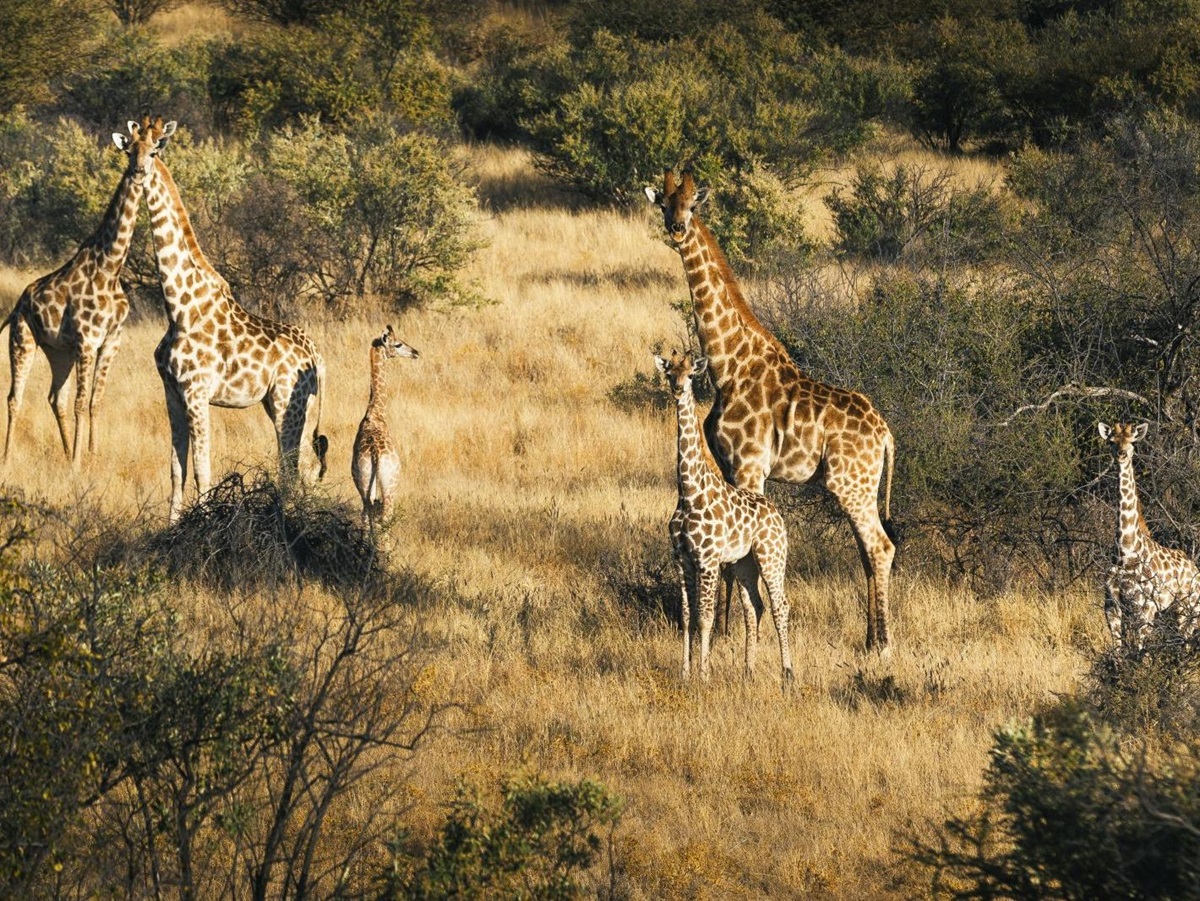 Giraffe in the Zannier Private Reserve