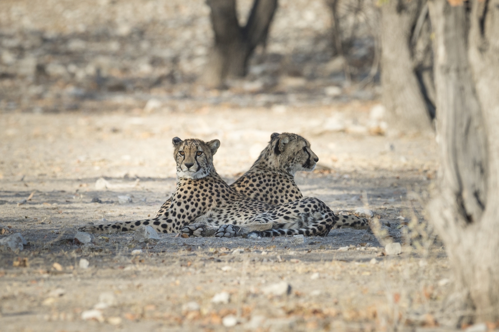Two cheetahs laying in the shade at Ongava Game Reserve