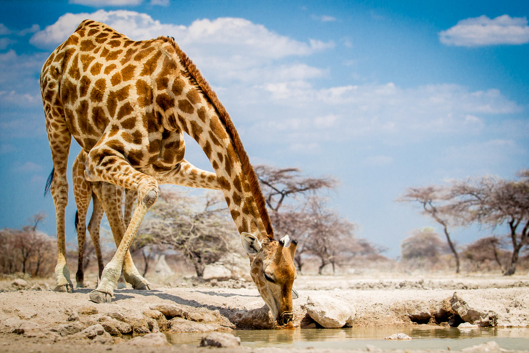 A giraffe drinking at a watering hole near Onguma Tented Camp the Etosha Private Reserve