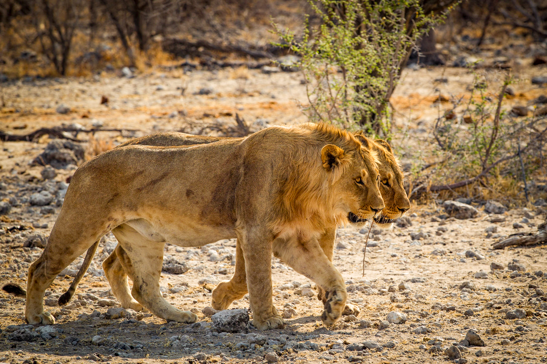 Two lions spotted near Onguma Tented Camp the Etosha Private Reserve