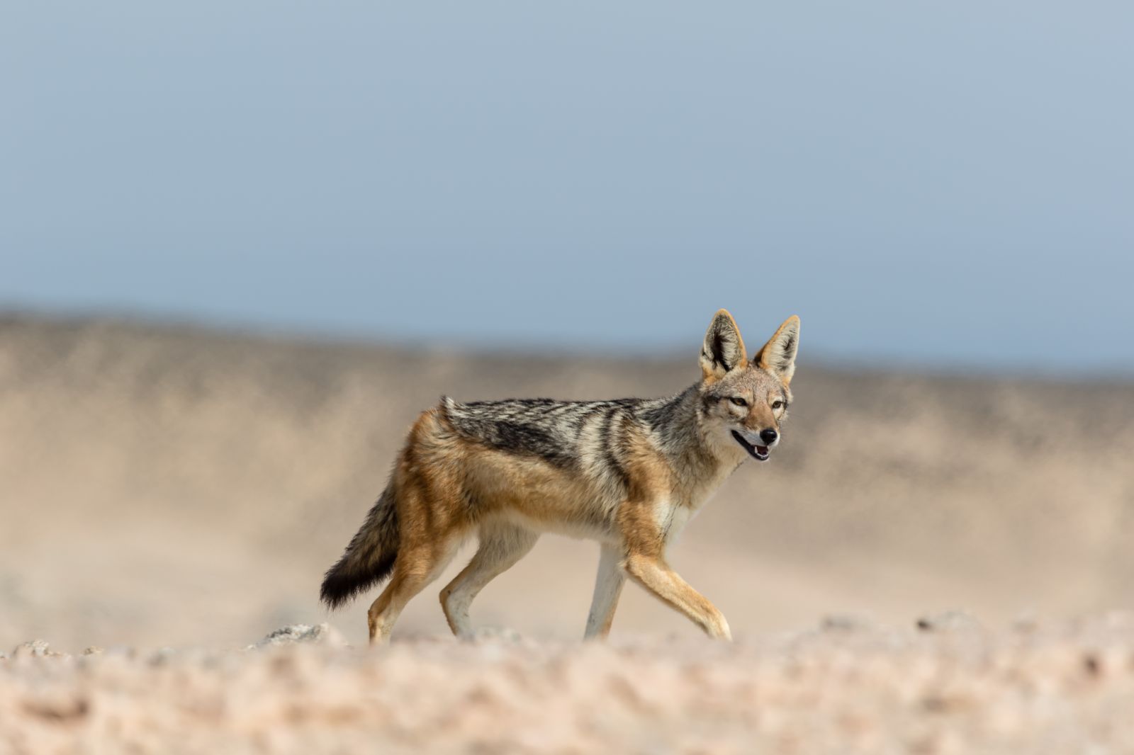 A black-backed jackal in the Skeleton Coast National Park, Namibia